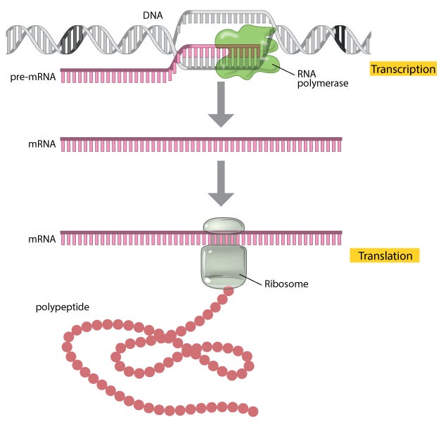 For the First Time in History Scientists Have Seen Protein ... diagram of reverse transcription 