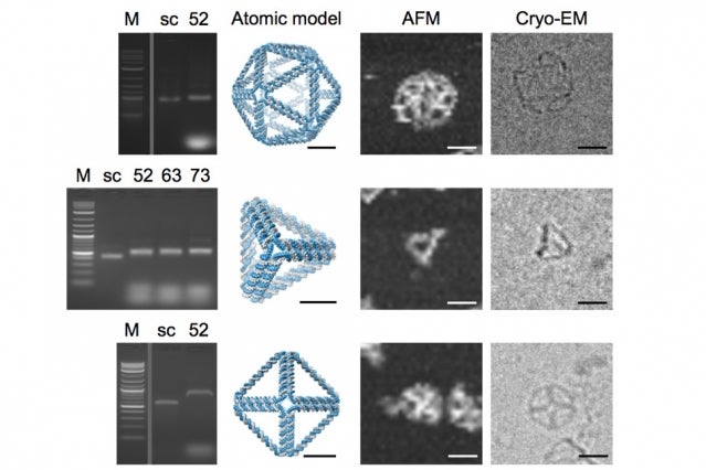 Some of the DNA shapes actually created with the DAEDALUS algorithm, with cryo-electron microscopy images at far right. Credit: Bathe et al.