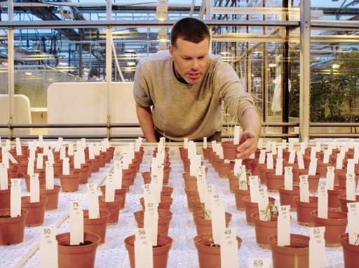 Researcher Wieger Wamelink inspects crops from the "Martian" soil.