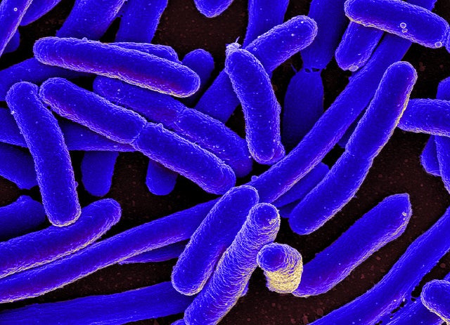 E. coli bacteria