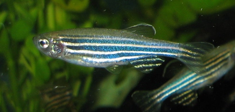 One hell of a fighter: the zebrafish "does not go gentle" into that goodnight. Or at least its genes don't.