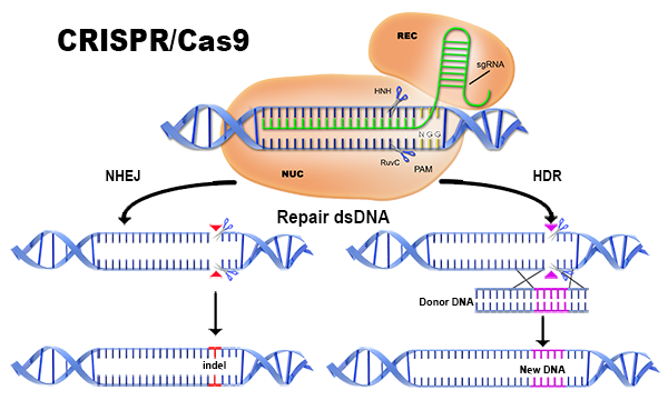 The CRISPR/Cas9 process.