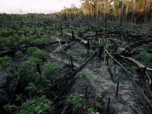 Clear cut section of Amazonian rain forest. Photographer: Joel Sartore