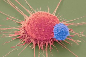 T- Cell(Blue) and Cancer Cell (Red) Credit:STEVE GSCHMEISSNER/SPL
