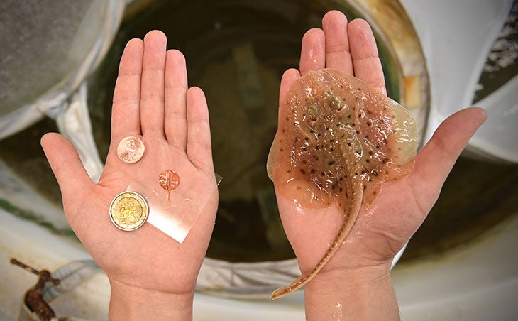 Penny-sized biohybrid: robotic stingray (left) and Leucoraja erinacea (right).