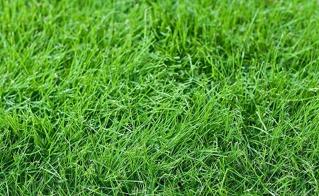 Fresh young green fescue grass in a lawn