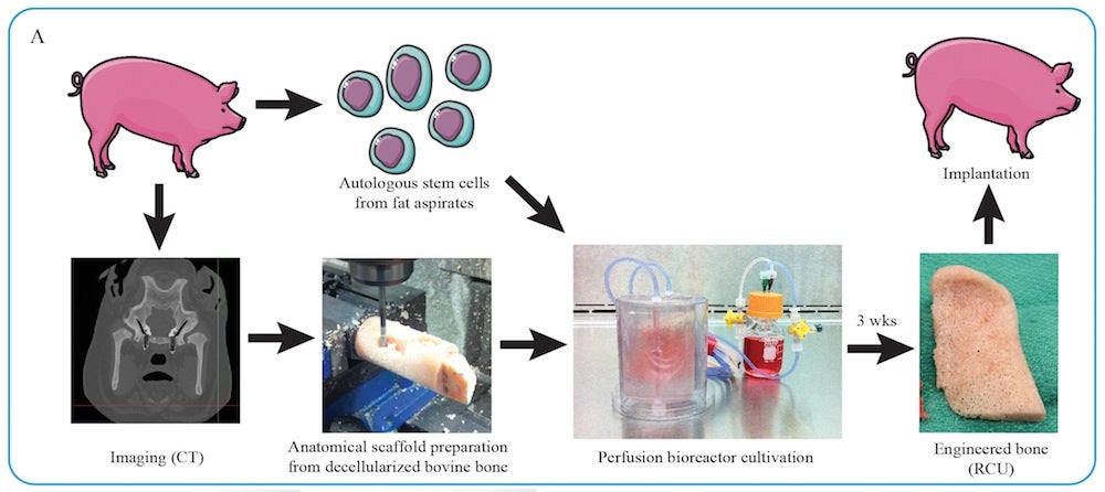 Credit: S. Bhumiratana et al.