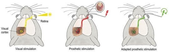 Activation (colored circles at the level of the visual cortex) of the visual system by prosthetic stimulation (in the middle, in red, the insert shows an image of an implanted prosthesis) is greater and more elongated than the activation achieved under natural stimulation (on the left, in yellow). Using a protocol to adapt stimulation (on the right, in green), the size and shape of the activation can be controlled and are more similar to natural visual activation (yellow). (Credit: F. Chavane & S. Roux.)