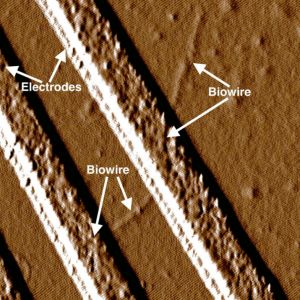 Bacteria_nanowires