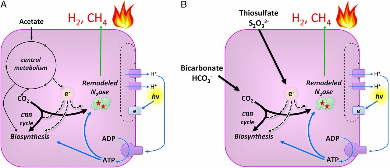 Image Source: Fixen et al. PNAS doi:10.1073/pnas.1611043113 