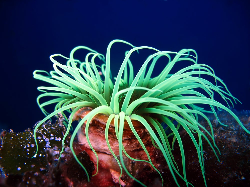 sea-anemone_shutterstock_21850051