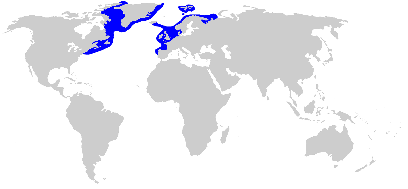 Habitat of Greenland Sharks. - DOGOnews