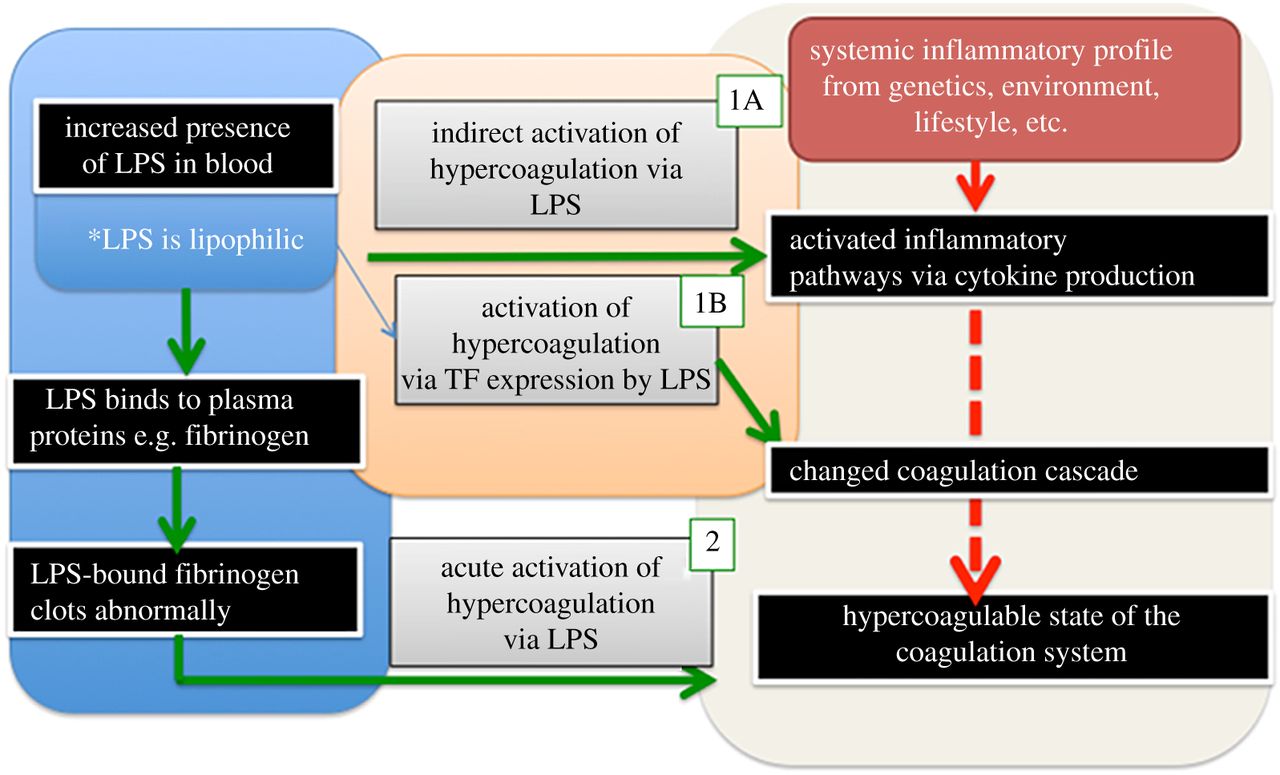 Image Credit: Pretorius, et al./Journal of the Royal Society Interface