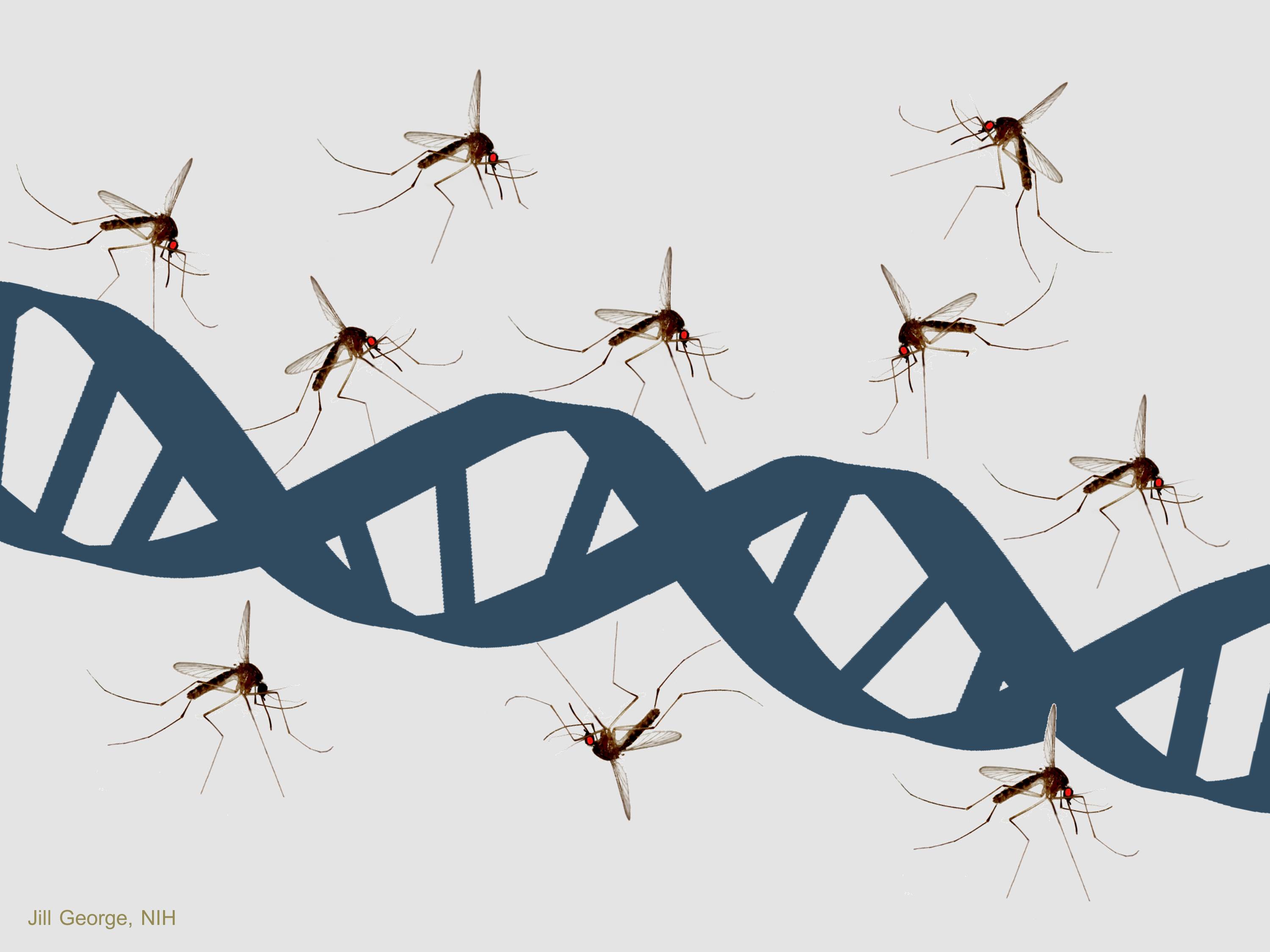 Gene-drive can eliminate mosquitoes