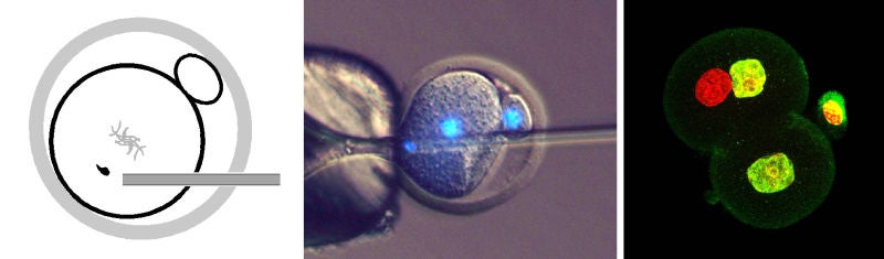 Credits: Toru Suzuki et al., 2016/Nature Communications