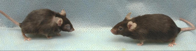 These mice are exactly the same age, but one was cleared of their senescent cells. Can you tell them apart? Credits: Jan van Deursen and Darren Baker, Mayo Clinic