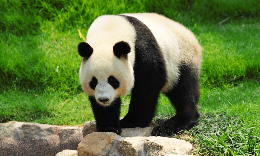 The Giant Panda. Thanks to conservation efforts, this fluffy creature has been downgraded from ‘Endangered’ to ‘Vulnerable.’ Credit: World Wildlife Fund