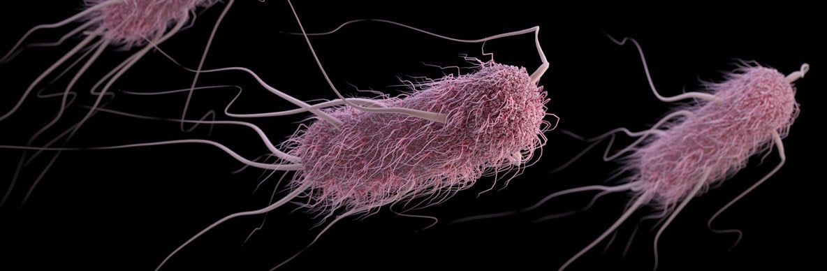 An Escherichia coli (E. coli) bacteria. Credit: CDC