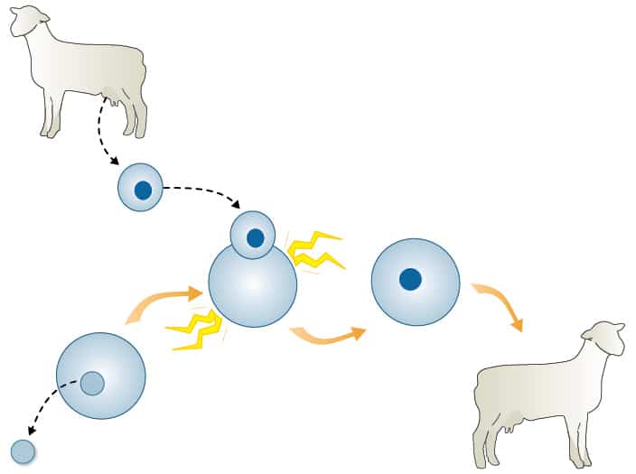 Somatic cell nuclear transfer (SCNT). University of Utah.