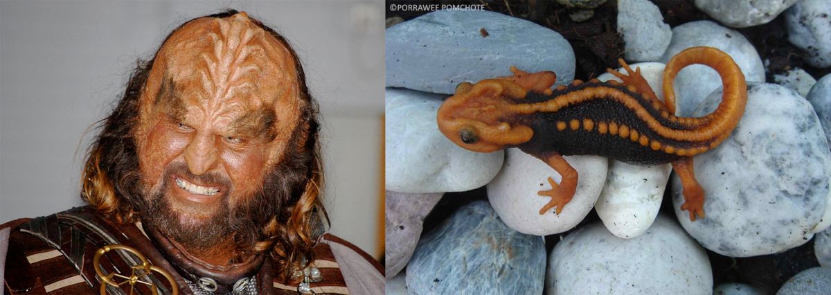 Klingon (left). Image: Cristiano Betta, Flickr; Klingon newt (right). Image: Porrawee Pomchote.