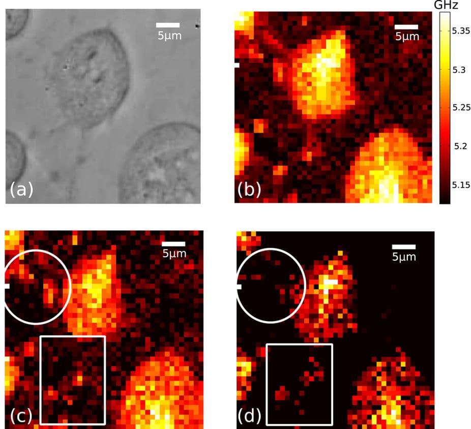 Pérez-Cota, F. et al.