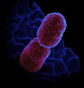 antibiotic resistance superbugs bacterial infection