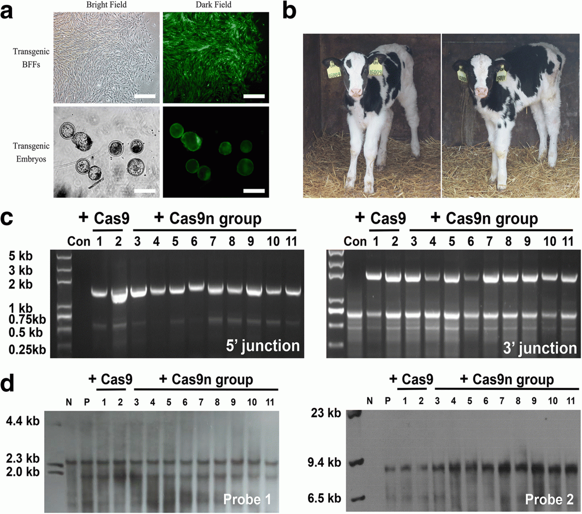 Credits: Yuanpeng Gao, et al./Northwest A&F University