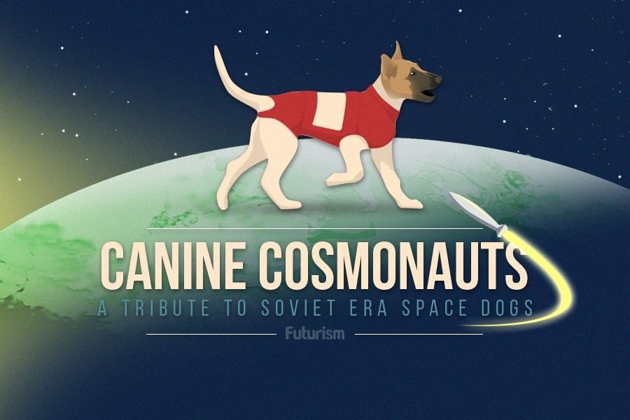 canine