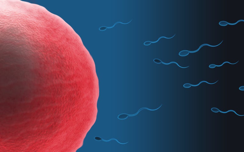 Sperm Racing to Fertilize an Egg. Image Credit: Zappys Technology Solutions, Flickr