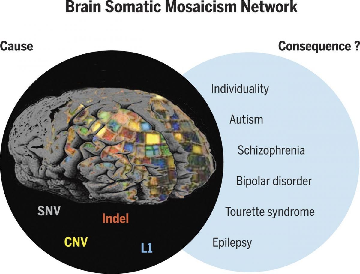 [Taken]Every Neuron May Be Genetically Unique, Scientists Surprised To Learn