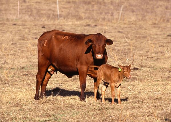 *3* Plan to Make Cows Heat Resistant Receives Funding