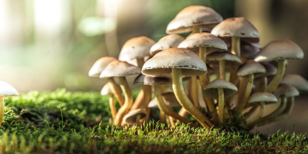 Research Shows Magic Mushrooms Can Offer Real Benefits in Depression Therapy