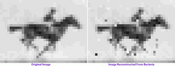 *5* Scientists Just Used CRISPR to Encode a GIF into Bacteria