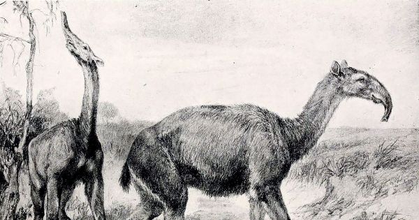 A Strange Creature Discovered by Darwin Has Baffled Researchers for Decades