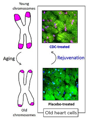 stem cells aging anti-aging research medicine