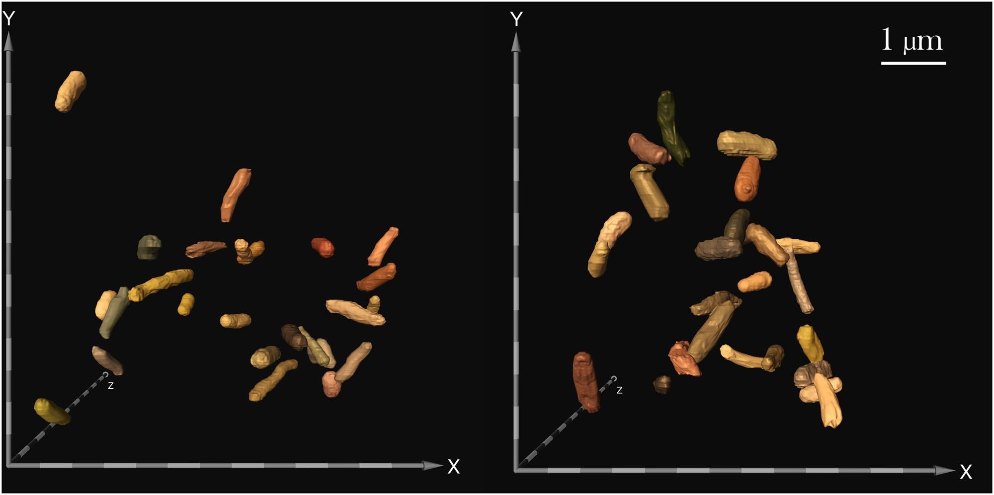 antibiotic resistance e coli shape shifting bacteria bacteria in space