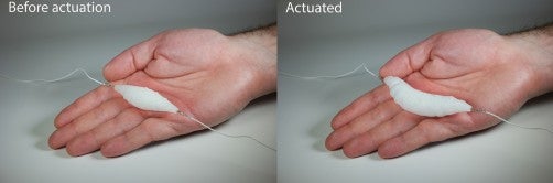 The synthetic muscle before and after actuation. Image Credit: Aslan Miriyev/Columbia Engineering