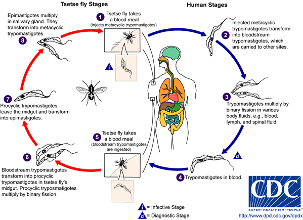 sleeping sickness fexinidazole neurological diseases pills