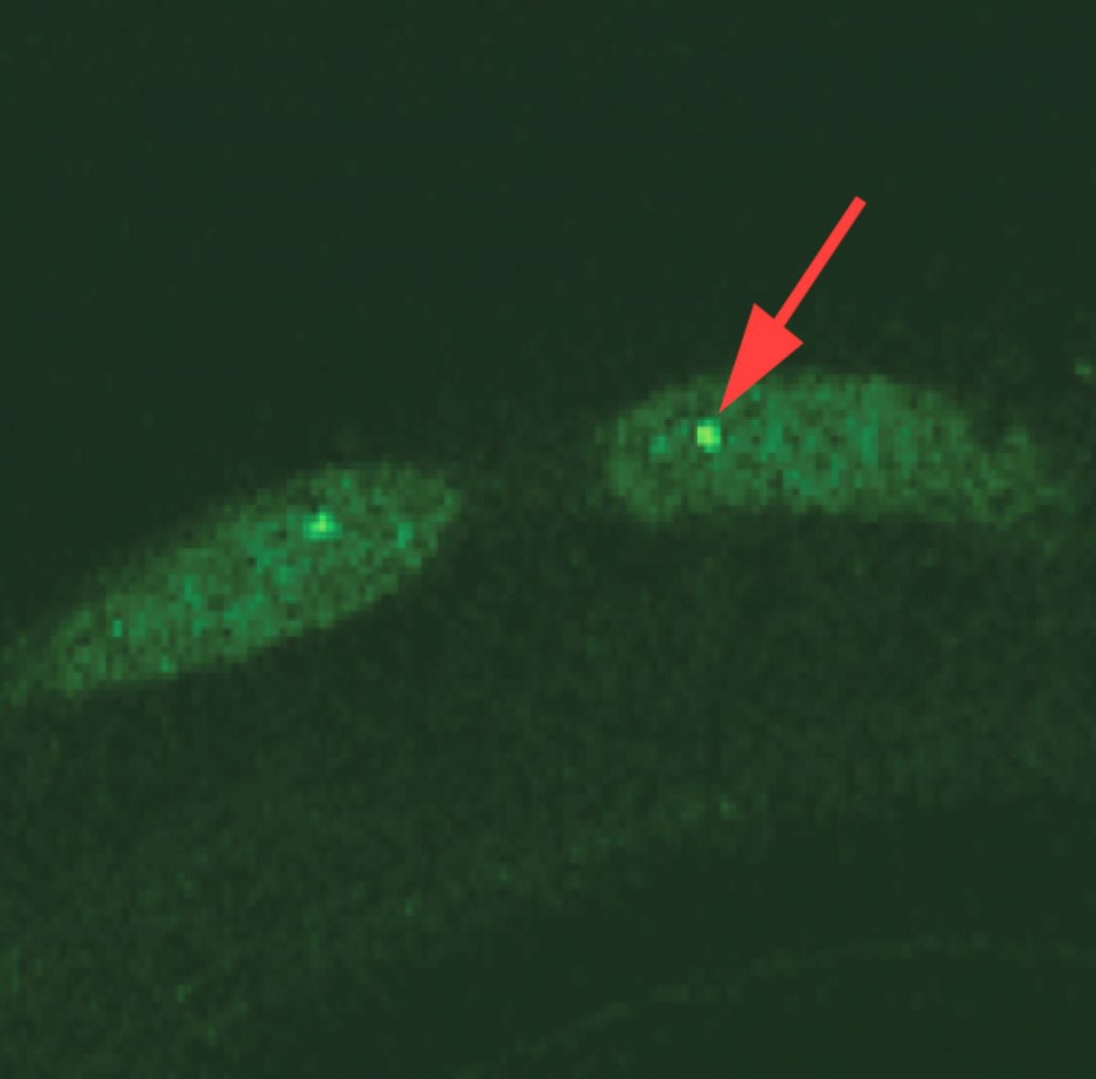 Image Credit: Hsieh et al./Nature