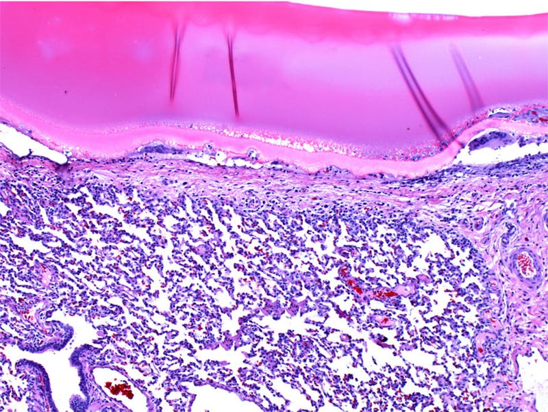 Image Credit: Wyss Institute at Harvard University