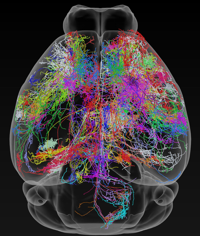 Image credit: Janelia Research Campus, MouseLight project team