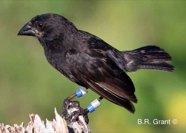 Big Bird is a new species of finch in the Galapagos Islands.