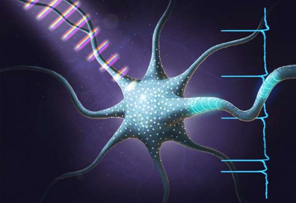 Neurons have been shown to fire in different patterns in reaction to light pulses. Image Credit: Stephen Boppart, University of Illinois