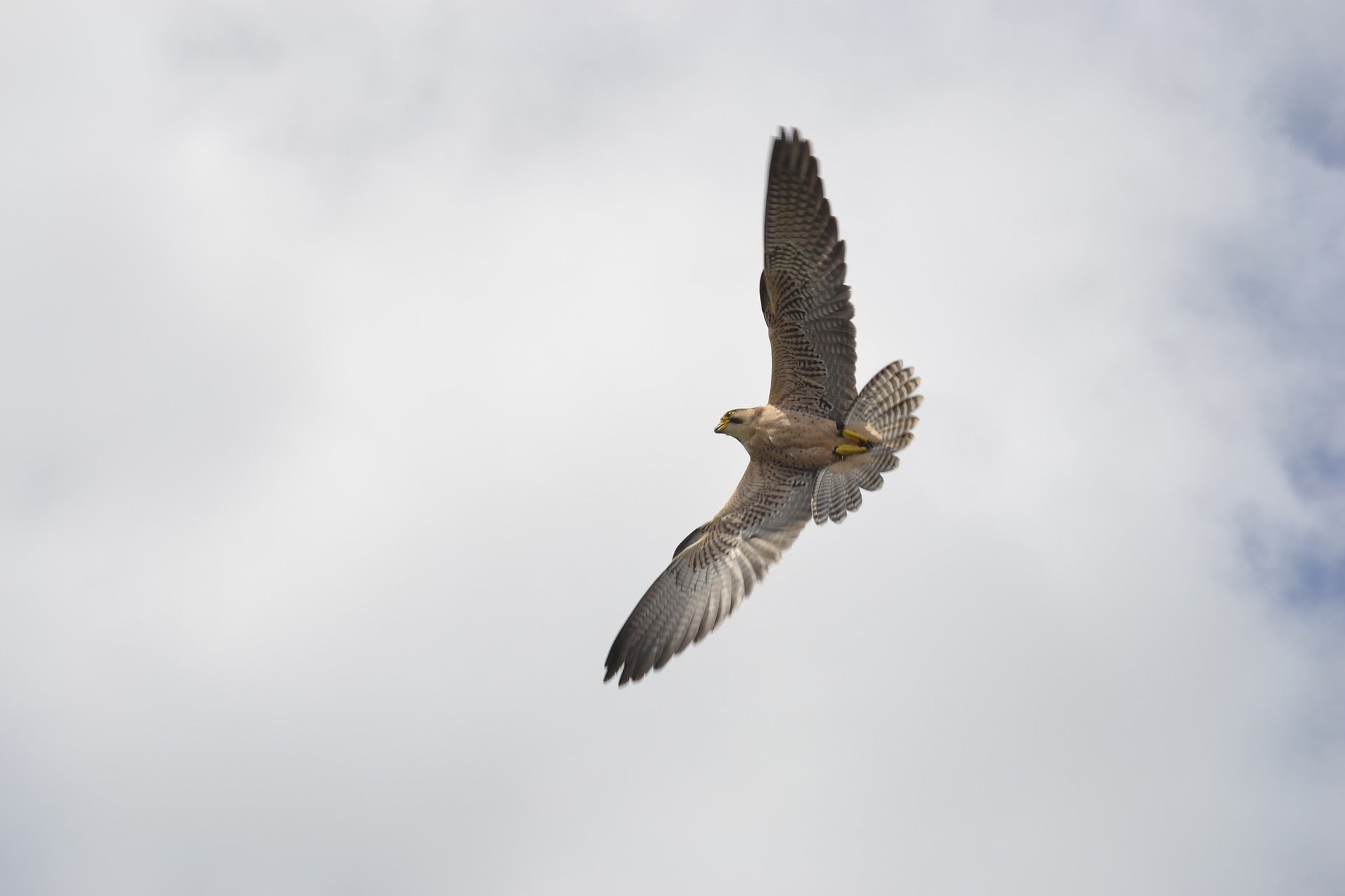 A peregrine falcon on the attack. By imitating the strategies of these powerful birds, the Air Force hopes to create bio-mimicking drone defense systems.