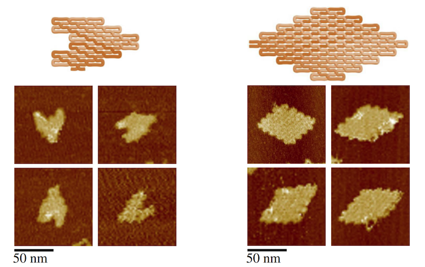 DNA Origami in the shapes of a heart (left) and a rhombus (right). Image Credit: ASU Biodesign Institute