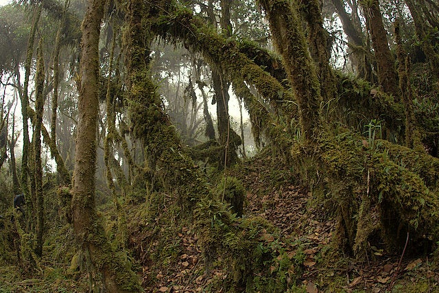 Andean cloud forest, Wayqecha Biological Station, Peru. Image Credit: Acatenazzi / Wikimedia Commons