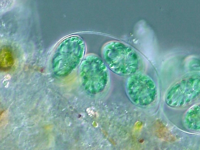 The green algae Glaucocystis sp., similar to that used by researchers in developing these bio solar cells