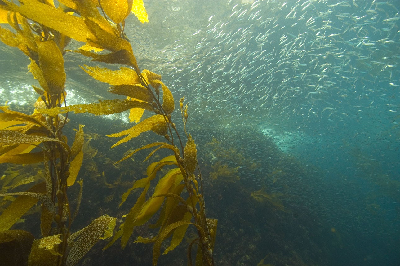 Swaying yellowish kelp and a school of silver sardines shown in blue-green water. Marine food webs like this one could potentially collapse due to climate change.