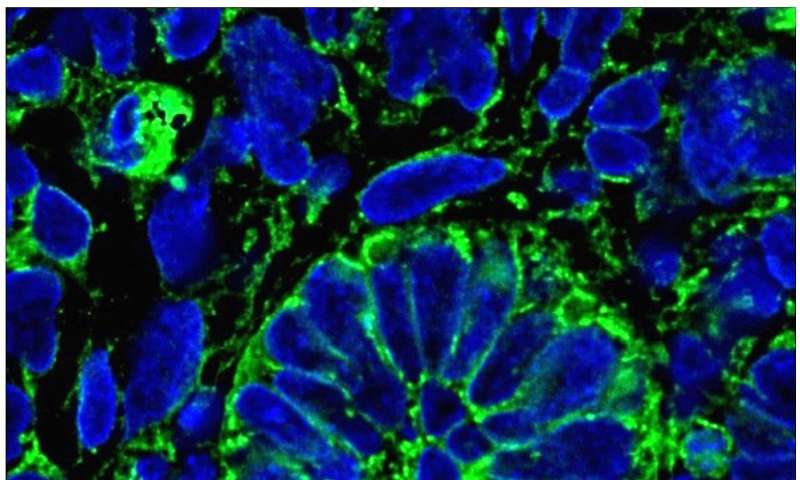 Building a mini-kidney. Image Credit: University of Manchester