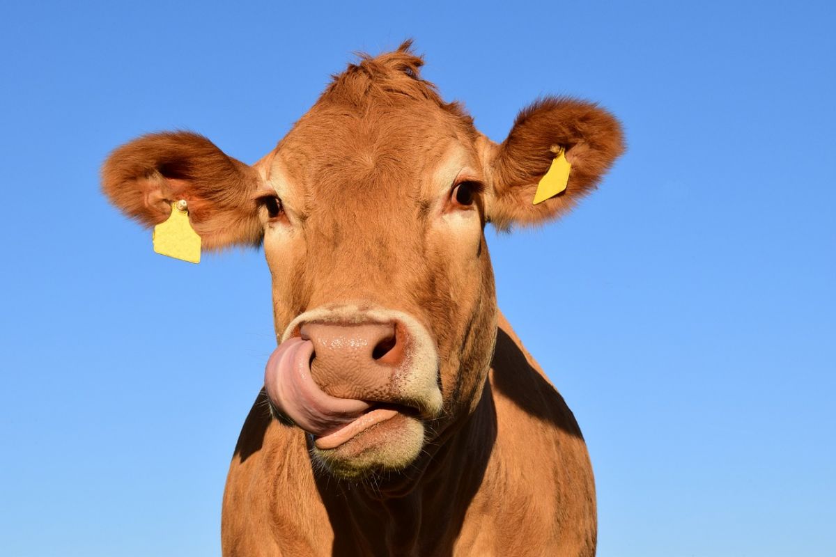 A light brown cow with yellow tags in both ears. Cows like this one produce methane thanks to their unique gut bacteria. Image Credit: ulleo / pixabay